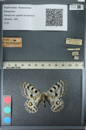 Media type: image;   Entomology 175492
